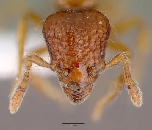 Pilotrochus besmerus specimen CASENT0010642 image casent0010642_2