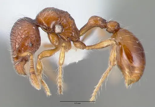 Pilotrochus besmerus specimen CASENT0010642 image casent0010642_3