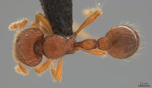 Pilotrochus besmerus specimen CASENT0043474 image casent0043474_1