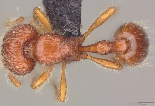 Pilotrochus besmerus specimen CASENT0043474 image casent0043474_2