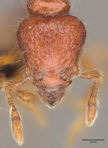 Pilotrochus besmerus specimen CASENT0043474 image casent0043474_3