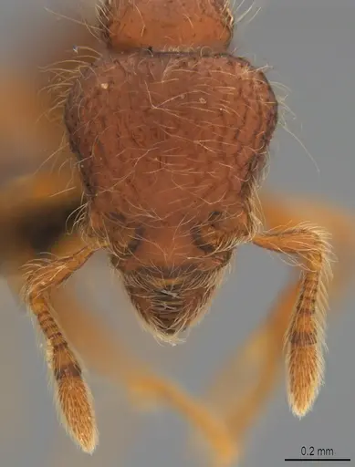 Pilotrochus besmerus specimen CASENT0043474 image casent0043474_4