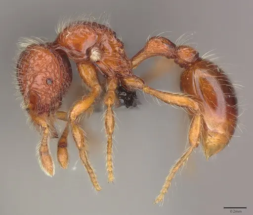 Pilotrochus besmerus specimen CASENT0043474 image casent0043474_5