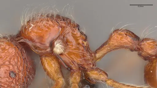 Pilotrochus besmerus specimen CASENT0043474 image casent0043474_6