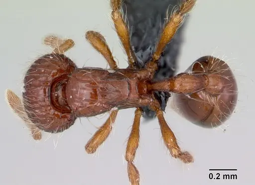 Pilotrochus besmerus specimen CASENT0047617 image casent0047617_1