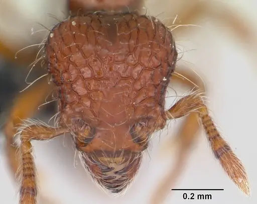 Pilotrochus besmerus specimen CASENT0047617 image casent0047617_2