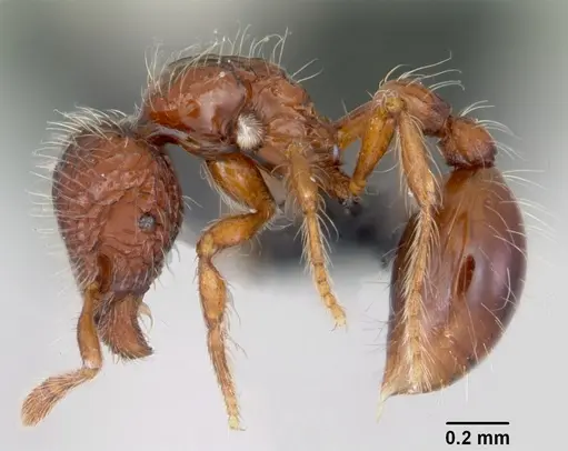 Pilotrochus besmerus specimen CASENT0047617 image casent0047617_3