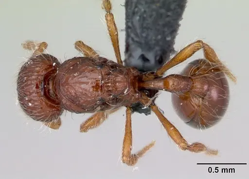 Pilotrochus besmerus specimen CASENT0047618 image casent0047618_1
