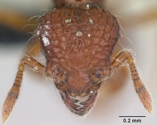 Pilotrochus besmerus specimen CASENT0047618 image casent0047618_2