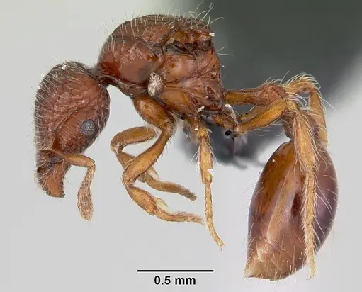 Pilotrochus besmerus specimen CASENT0047618 image casent0047618_3