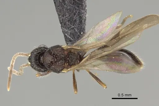 Pilotrochus besmerus specimen CASENT0057183 image casent0057183_1