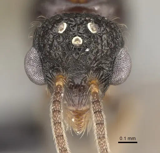 Pilotrochus besmerus specimen CASENT0057183 image casent0057183_2