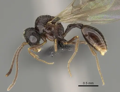 Pilotrochus besmerus specimen CASENT0057183 image casent0057183_3