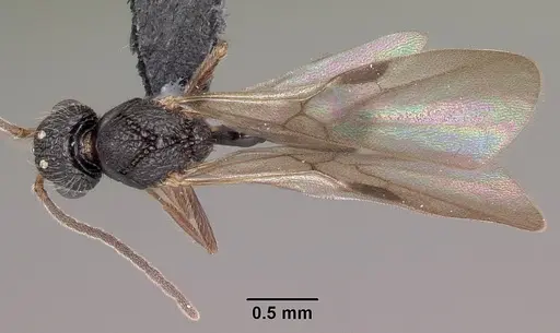 Pilotrochus besmerus specimen CASENT0083498 image casent0083498_1