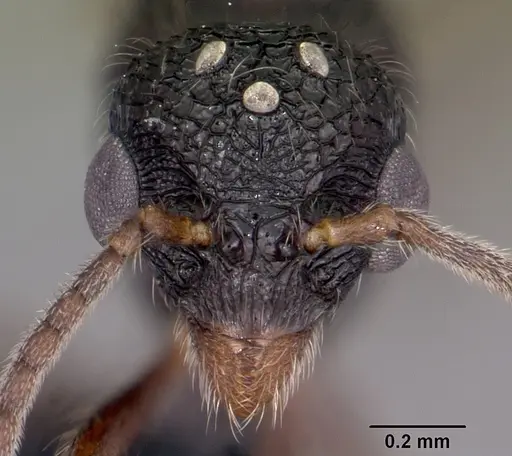 Pilotrochus besmerus specimen CASENT0083498 image casent0083498_2