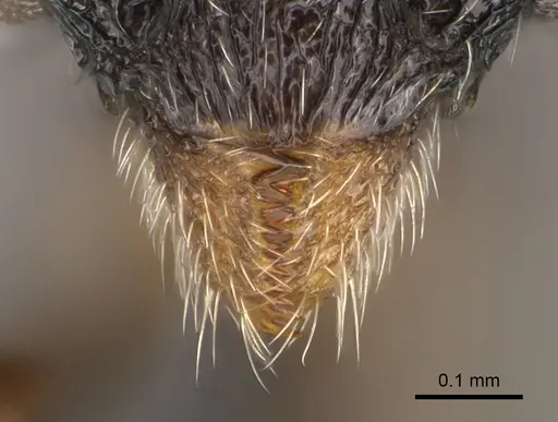 Pilotrochus besmerus specimen CASENT0083498 image casent0083498_3