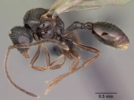 Pilotrochus besmerus specimen CASENT0083498 image casent0083498_4