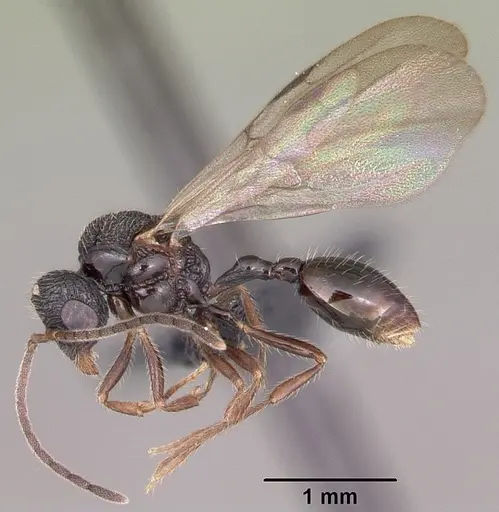 Pilotrochus besmerus specimen CASENT0083498 image casent0083498_5