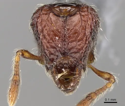 Pilotrochus besmerus specimen CASENT0923252 image casent0923252_1