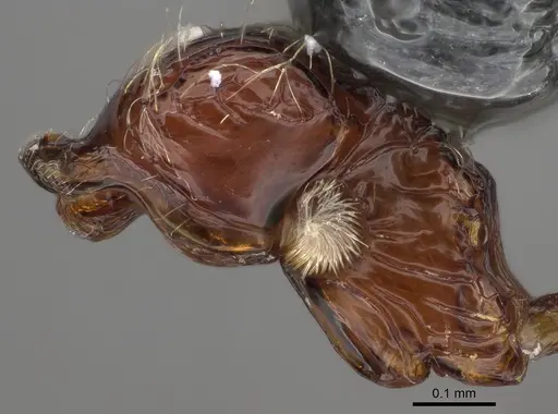 Pilotrochus besmerus specimen CASENT0923252 image casent0923252_2