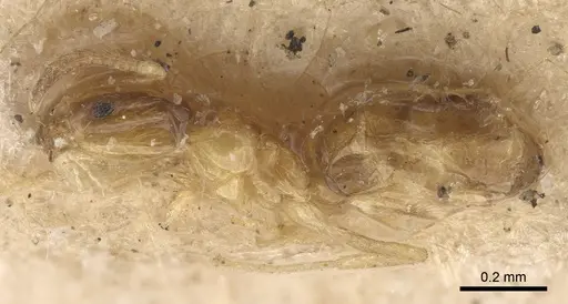 Plagiolepis exigua specimen CASENT0917872 image casent0917872_4