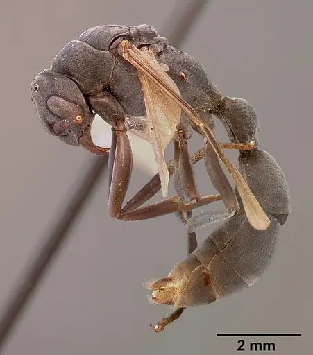 Platythyrea conradti specimen SAM-HYM-C002300A image sam-hym-c002300a_3