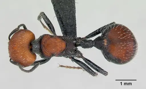 Pogonomyrmex lagunabravensis specimen CASENT0173126 image casent0173126_1
