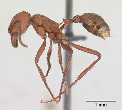 Pogonomyrmex pencosensis specimen CASENT0178878 image casent0178878_3