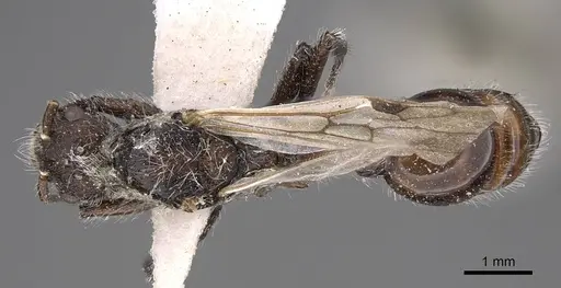 Pogonomyrmex sanmartini specimen CASENT0914358 image casent0914358_1