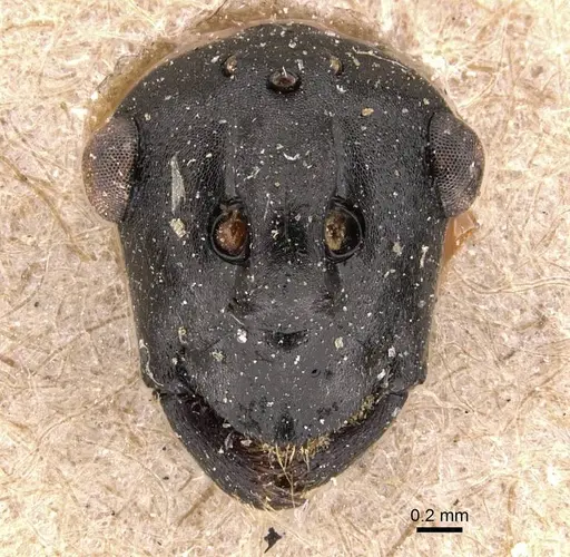 Polyrhachis alluaudi specimen CASENT0905619 image casent0905619_2