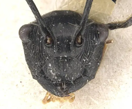 Polyrhachis coerulescens specimen CASENT0910837 image casent0910837_2