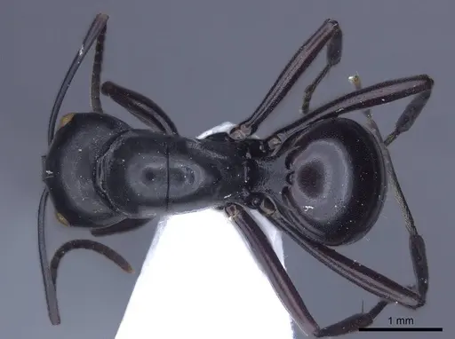 Polyrhachis goramensis specimen CASENT0916771 image casent0916771_1