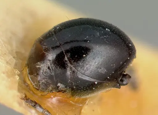 Polyrhachis grandis specimen CASTYPE06996 image castype06996_2