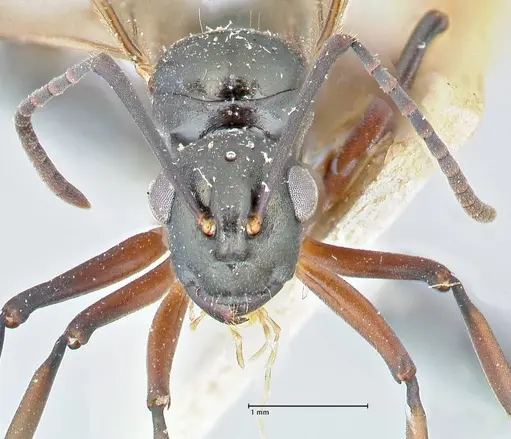 Polyrhachis hortensis specimen FOCOL2647 image focol2647_2