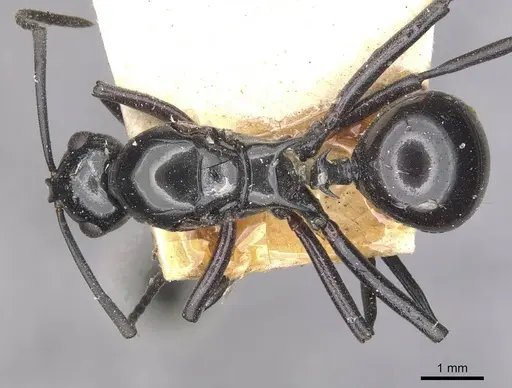 Polyrhachis moeschi specimen CASENT0910892 image casent0910892_1