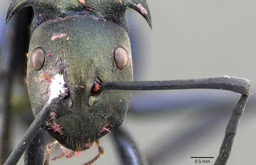 Polyrhachis pirata specimen ANTWEB1041838 image antweb1041838_2