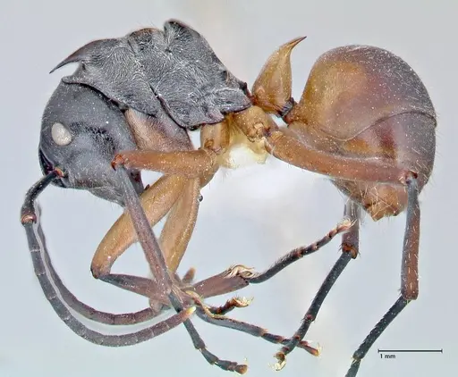 Polyrhachis rufofemorata specimen FOCOL2635-2 image focol2635-2_3