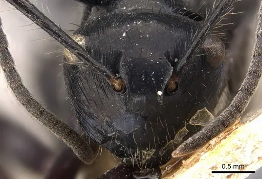Polyrhachis subcyanea specimen CASENT0905823 image casent0905823_2