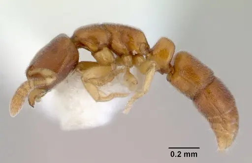 Ponera tenuis specimen CASENT0172429 image casent0172429_3