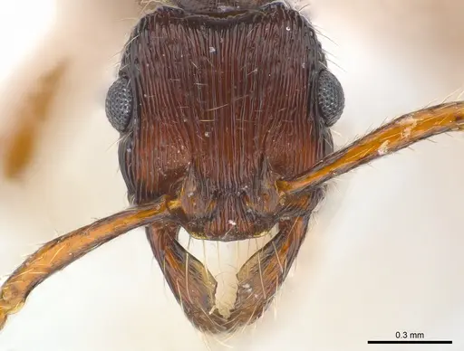 Poneracantha cuneiforma specimen CASENT0179972 image casent0179972_3