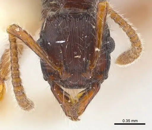 Poneracantha ingeborgae specimen CASENT0179967 image casent0179967_2