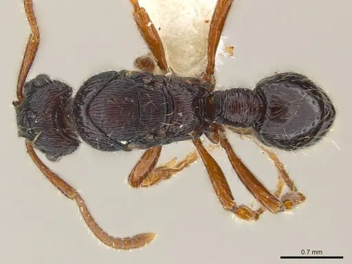 Poneracantha ingeborgae specimen CASENT0179968 image casent0179968_1