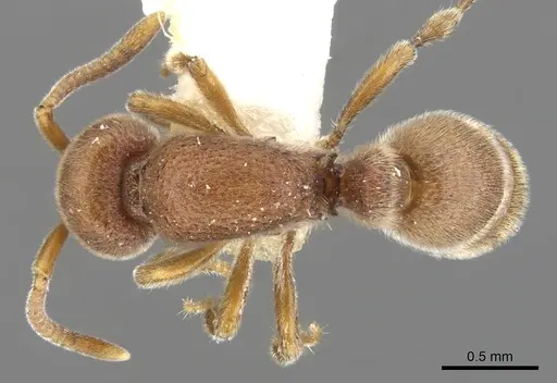 Proceratium burundense specimen CASENT0902427 image casent0902427_1