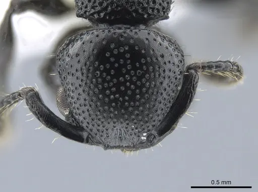 Procryptocerus attenuatus specimen CASENT0631476 image casent0631476_2