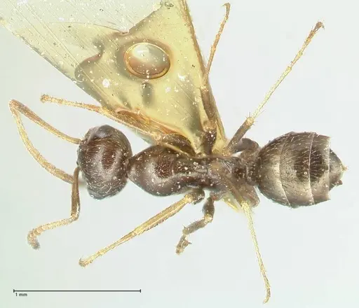 Proformica seraphimi specimen FOCOL1866-1 image focol1866-1_1