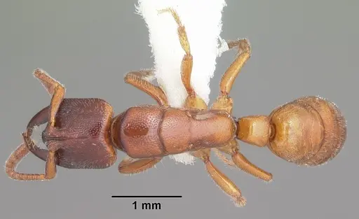 Promyopias silvestrii specimen CASENT0102926 image casent0102926_1