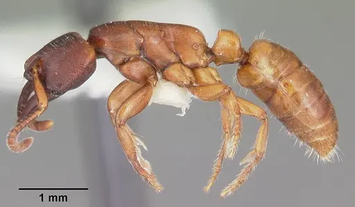 Promyopias silvestrii specimen CASENT0102926 image casent0102926_3