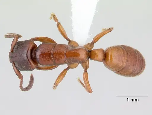 Promyopias silvestrii specimen CASENT0178751 image casent0178751_1