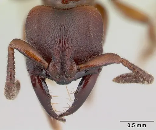 Promyopias silvestrii specimen CASENT0178751 image casent0178751_2