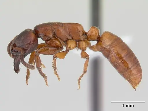 Promyopias silvestrii specimen CASENT0178751 image casent0178751_3